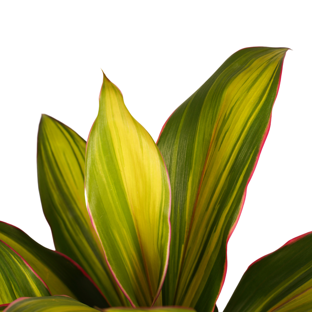 Cordyline Kiwi: Pot D19 cm