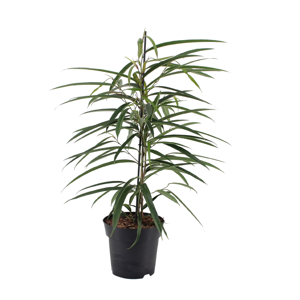 Ficus 'Alii' : Pot D17 cm