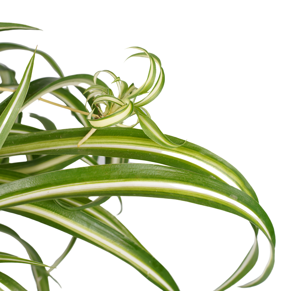 Chlorophytum comosum 'Bonnie' - Suspension Pot D17cm