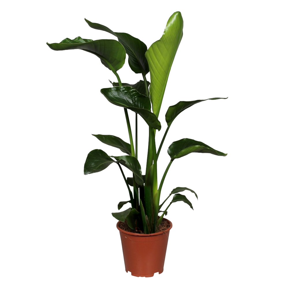 Strelitzia Nicolai - pot D19cm