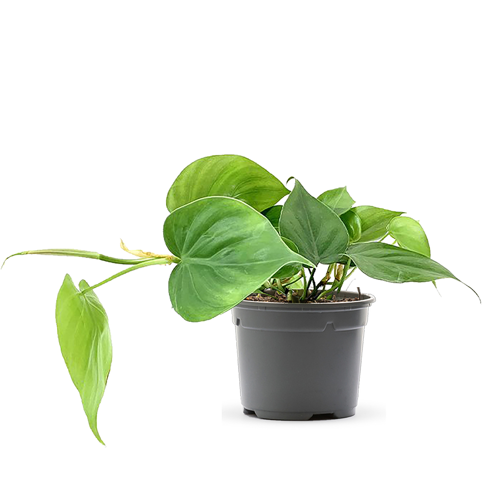 Philodendron scandens - pot D12cm