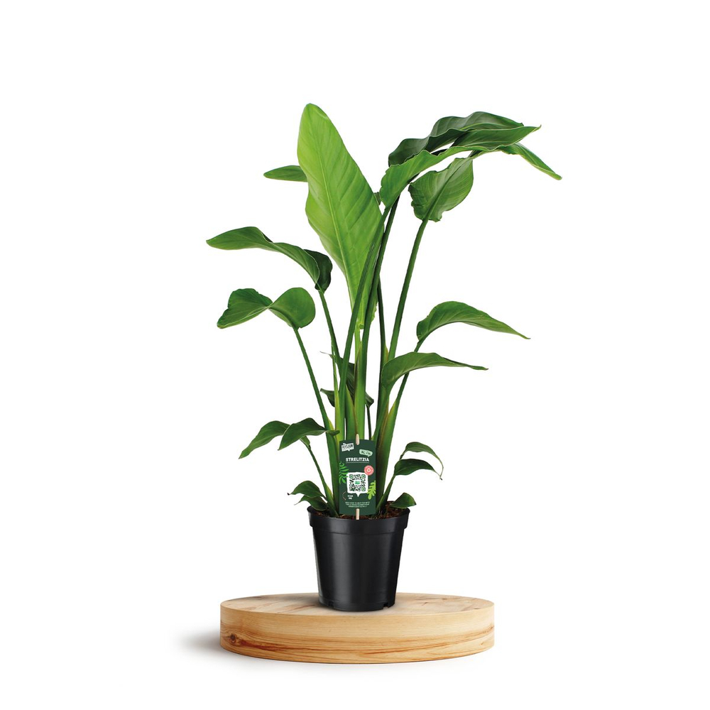 Strelizia 'Nicolai' : 3 pieds - pot de D. 19 cm - H. 90 cm