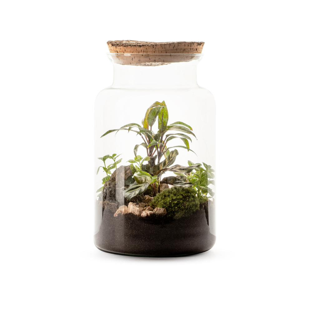Terrarium Jungle M avec un bouchon nature