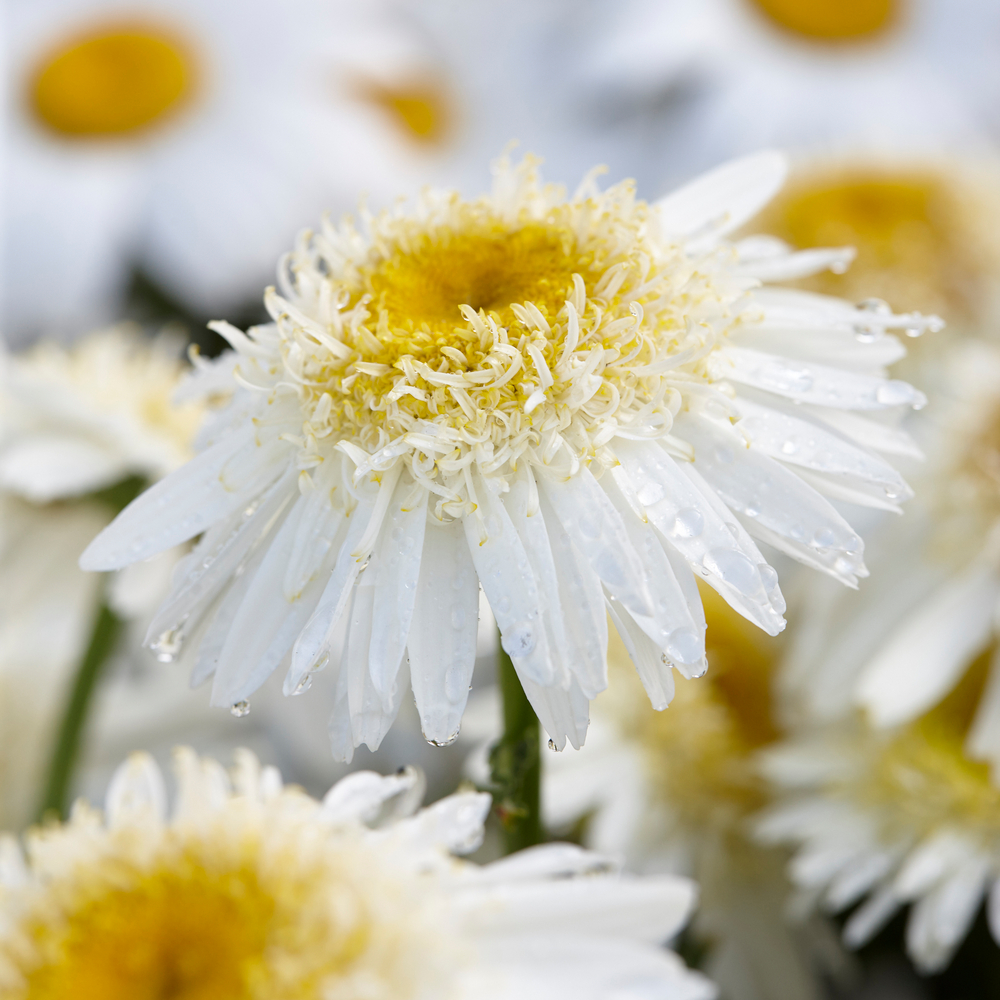 Marguerite d'été 'Real Glory':pot 2L