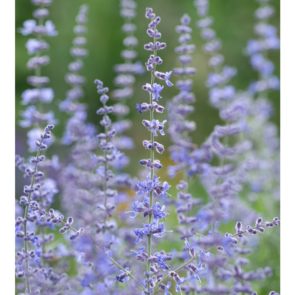 Sauge russe 'Blue Steel':pot 2L