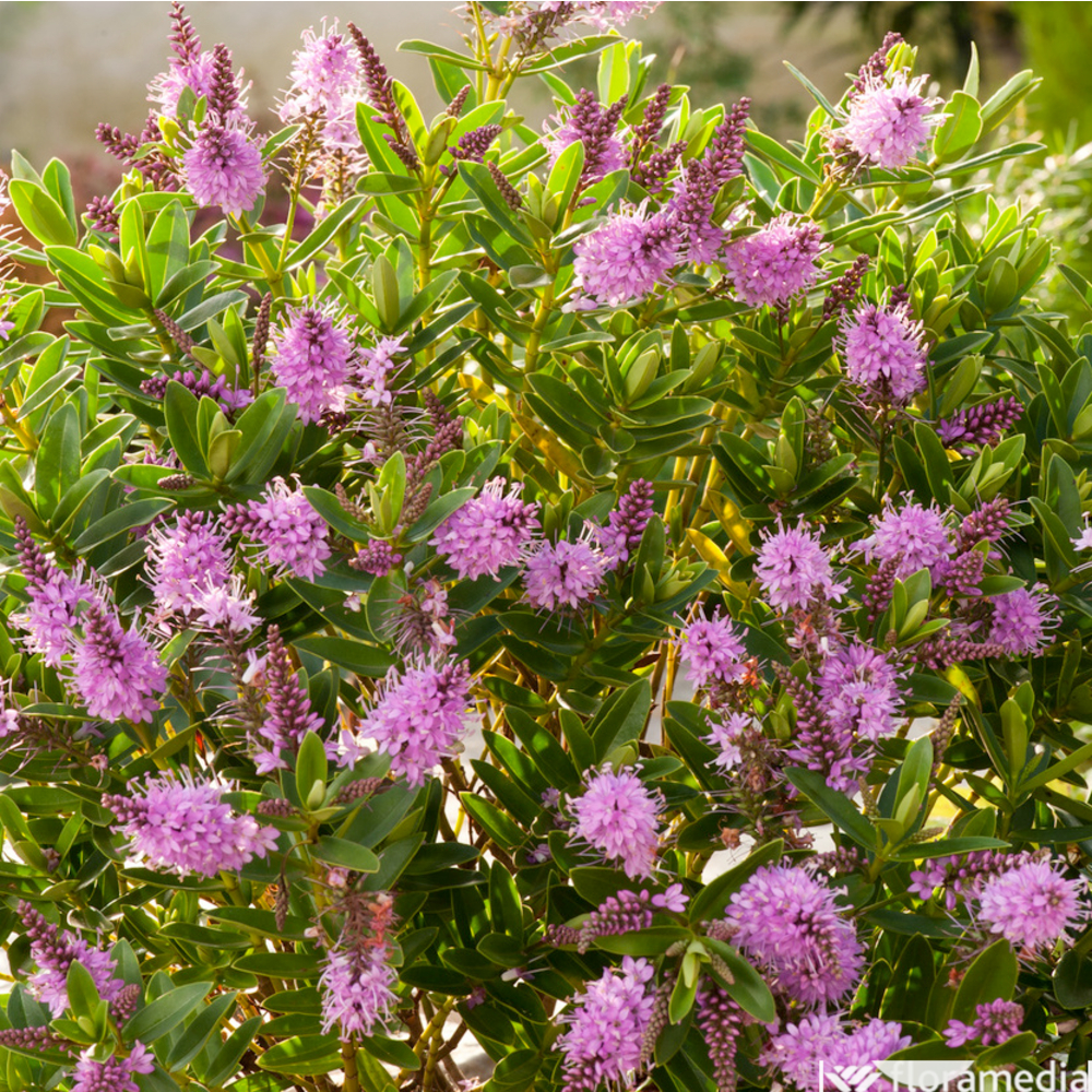 Hebe arbustive - Pot 2L