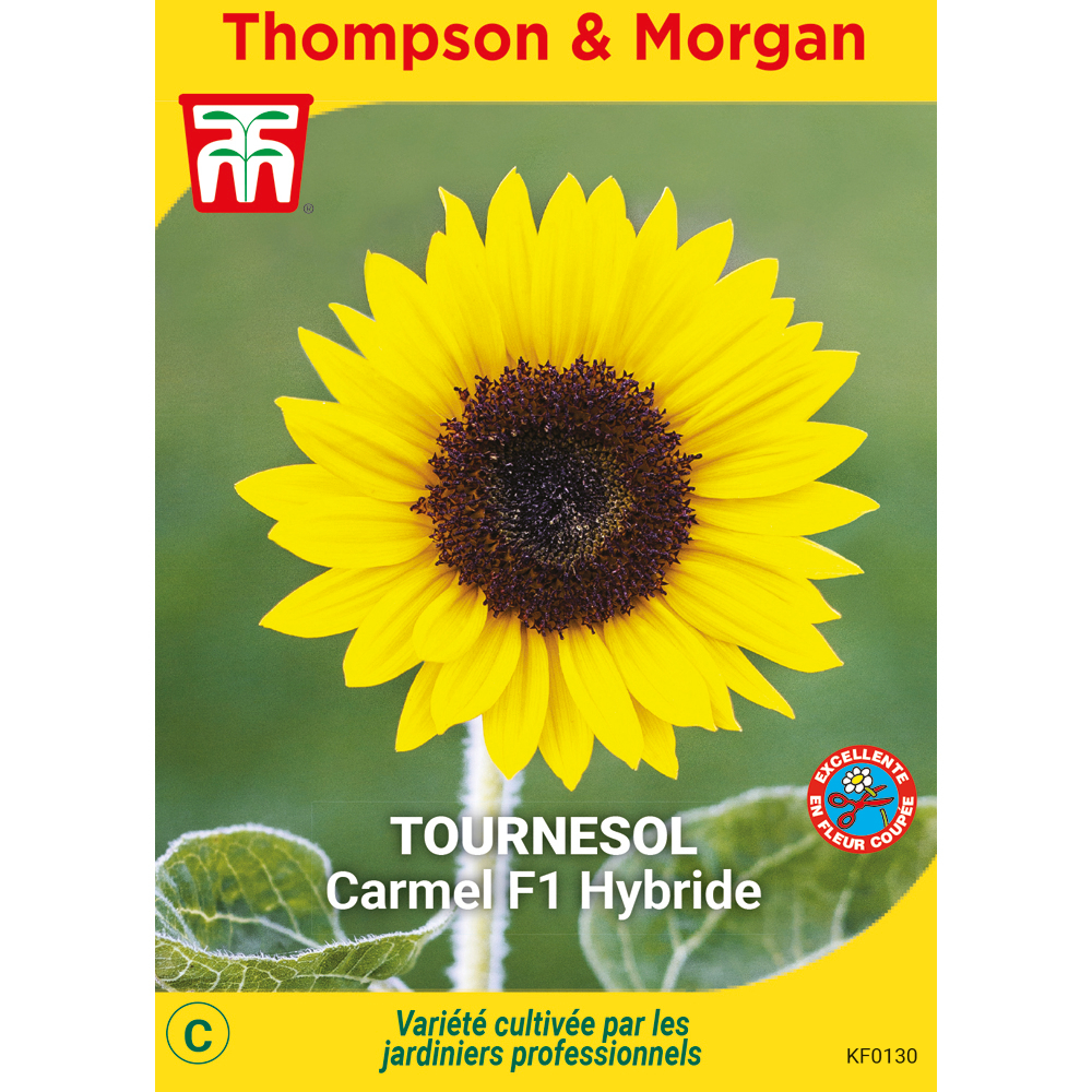 Graines - Tournesol Carmel F1