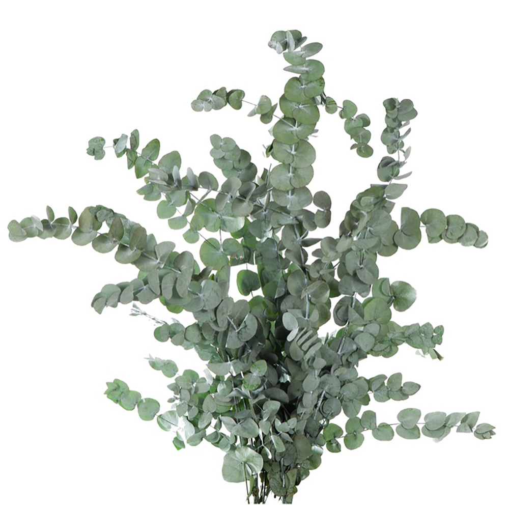 Feuillage cinerea stabilisé - H. 50/80cm