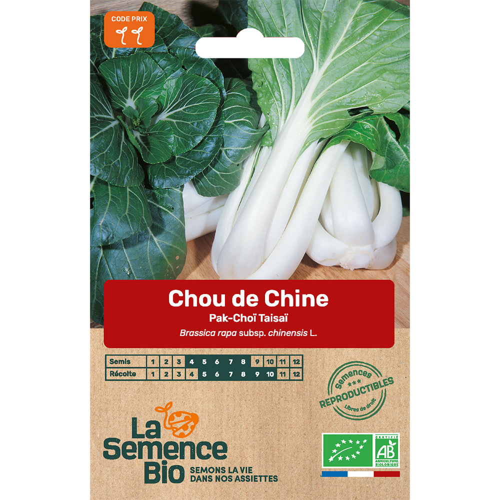Graines potagères bio : chou pak-choï
