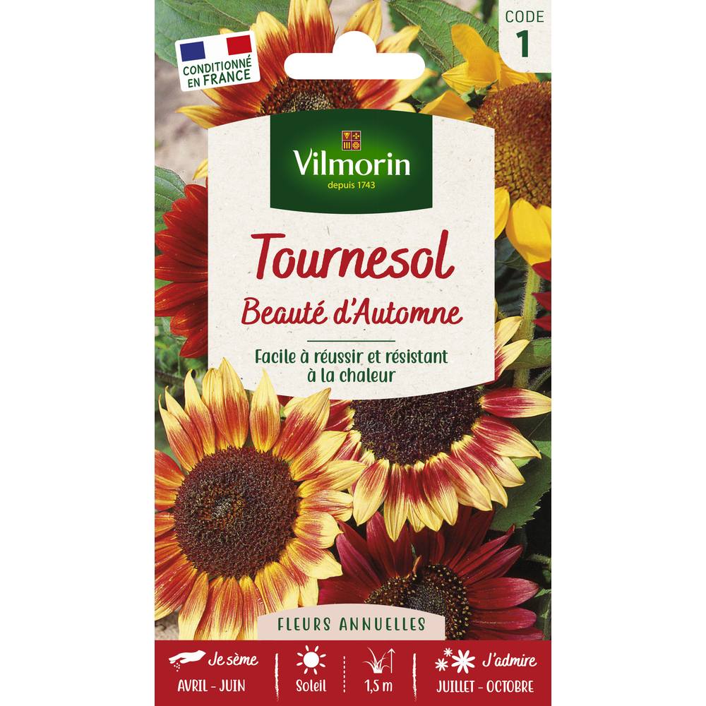 Tournesol Beauté d'Automne