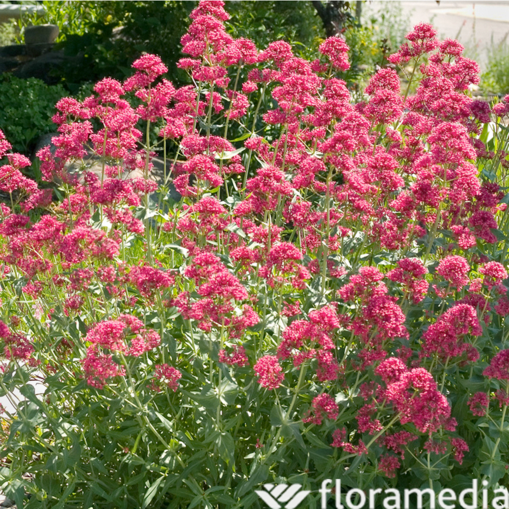 Plant de Valériane : pot de 2 L