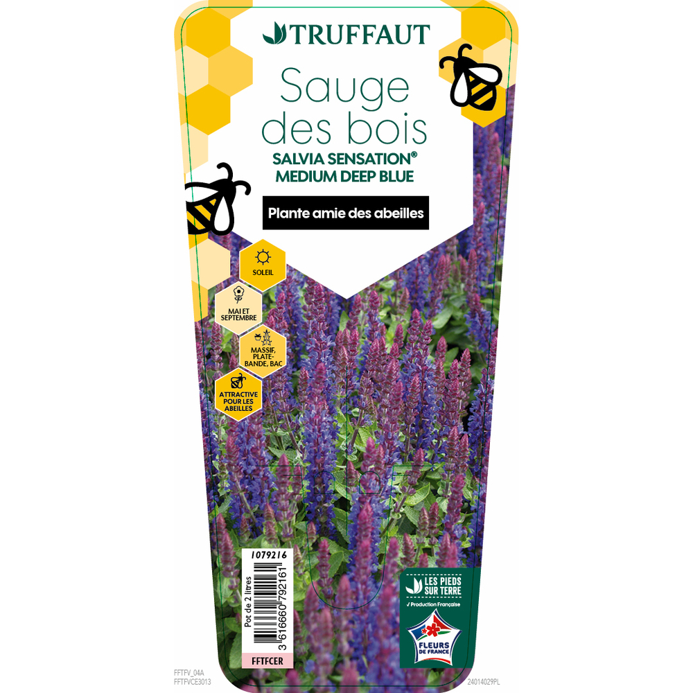 Sauge 'Medium Deep Blue':pot 2L BMG