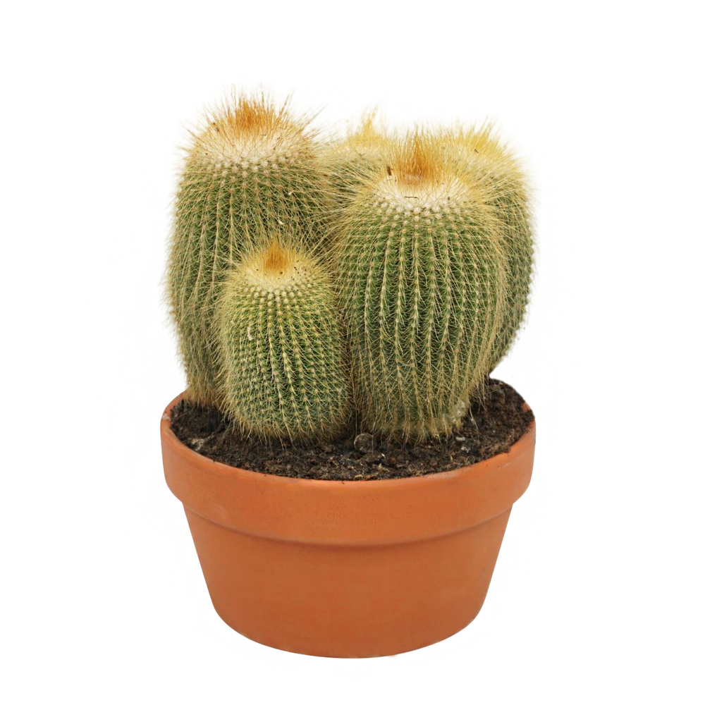 Eriocactus leninghausii - Pot terre cuite D 20 cm - H26cm