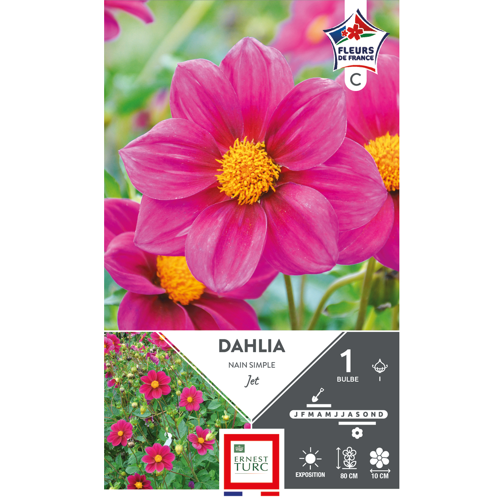 Bulbe de Dahlia nain Simple jet x1