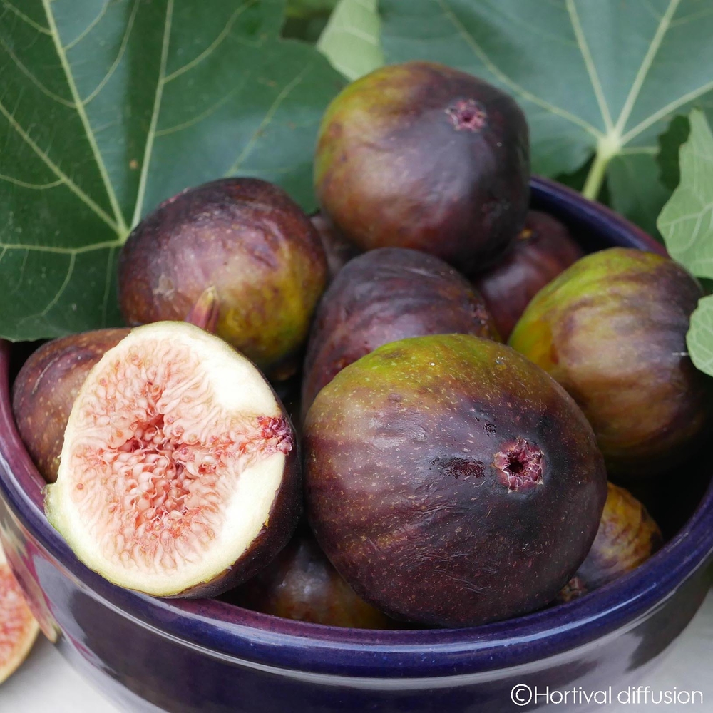 Figuier 'Rouge de Juillet®' - Pot 4,5L
