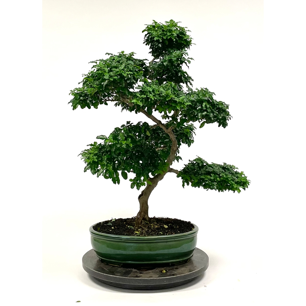 Bonsaï Ligustrum - 14 ans