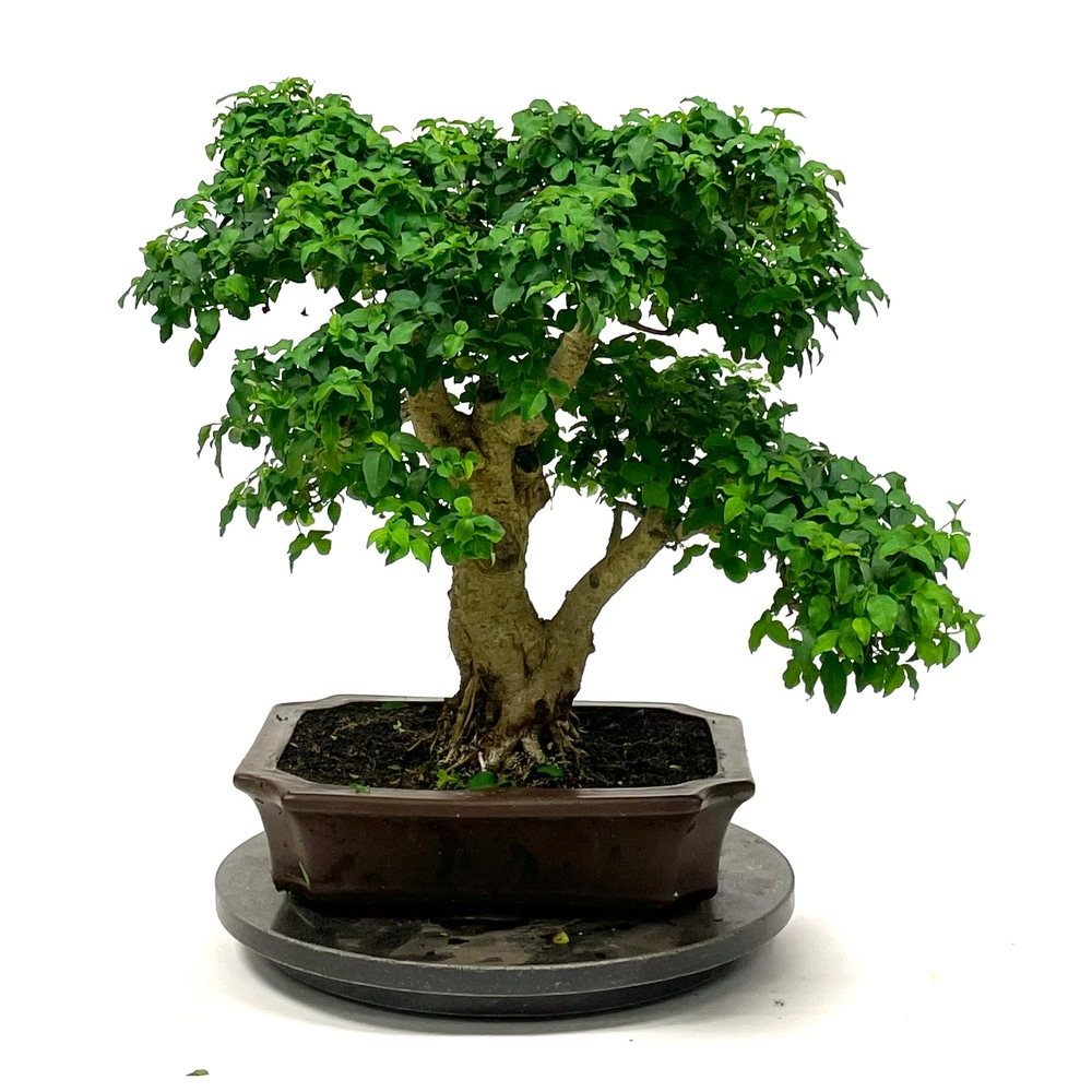 Bonsaï Ligustrum - 16 ans -Pot + Soucoupe