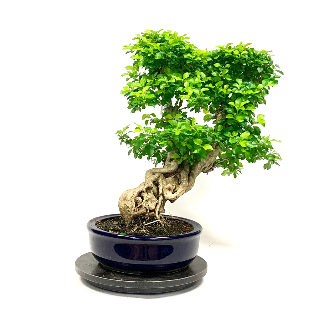 Bonsaï Duranta 19 ans - Pot + Soucoupe