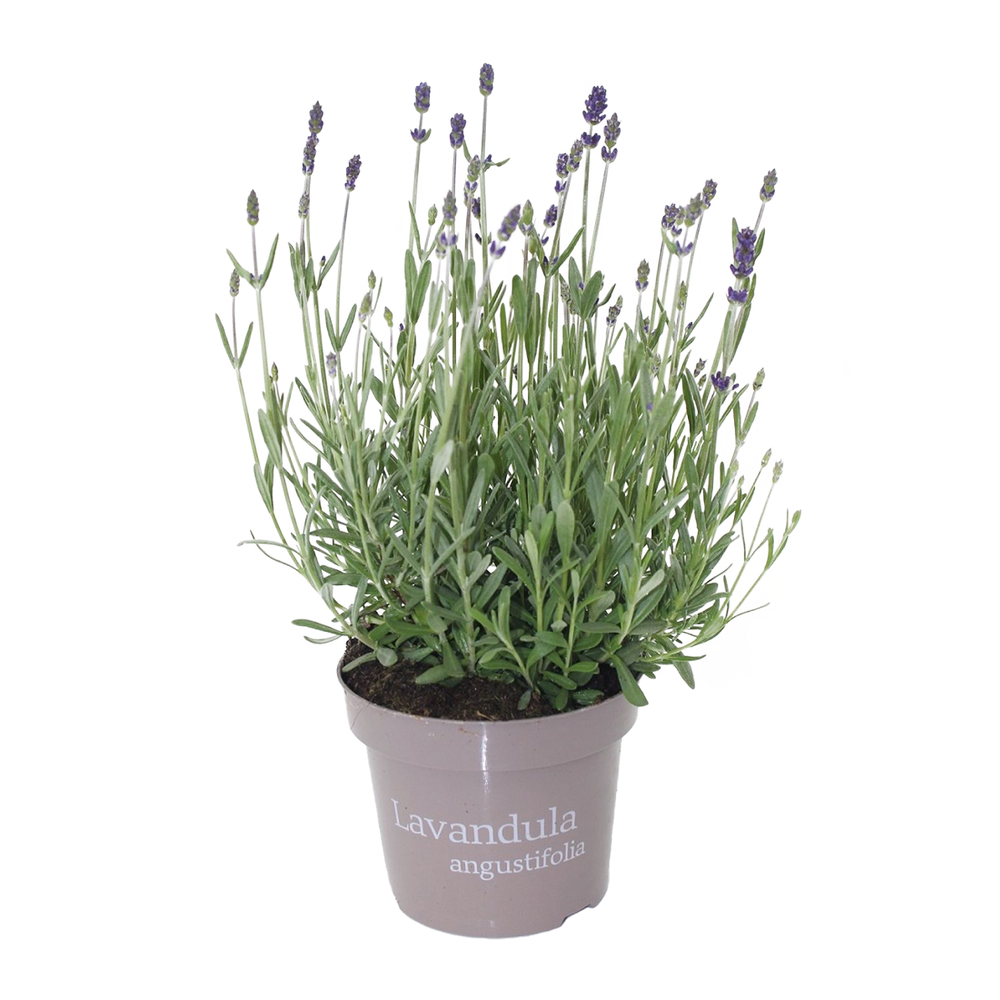 Lavande fleurie, coloris variables : pot D. 13cm