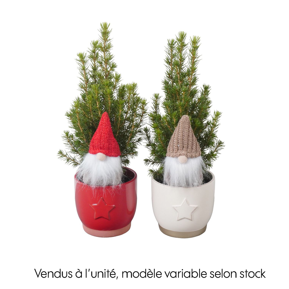 Picéa Glauca Conica : pot céramique, déco père Noël D. 9cm