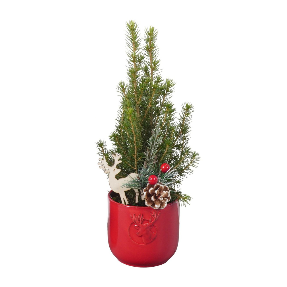 Picéa Glauca Conica : pot céramique, déco cerf D. 9cm