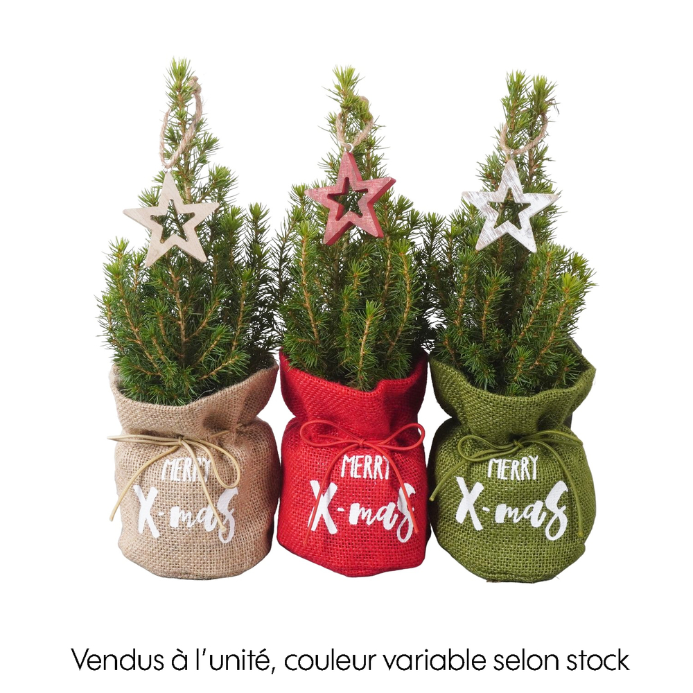 Picéa Glauca Conica : sac jute Noël D. 9cm