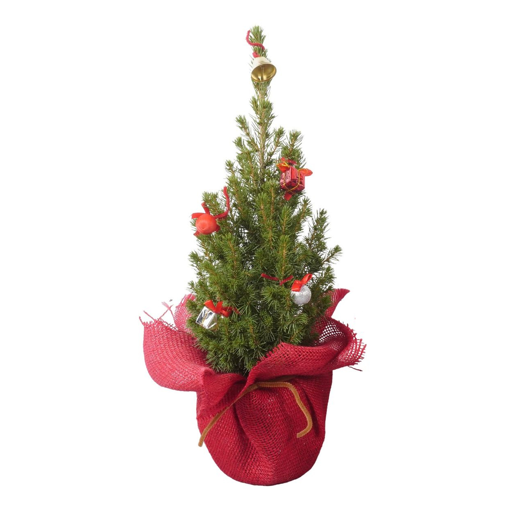 Picéa Glauca Conica : sac jute rond rouge D. 13cm