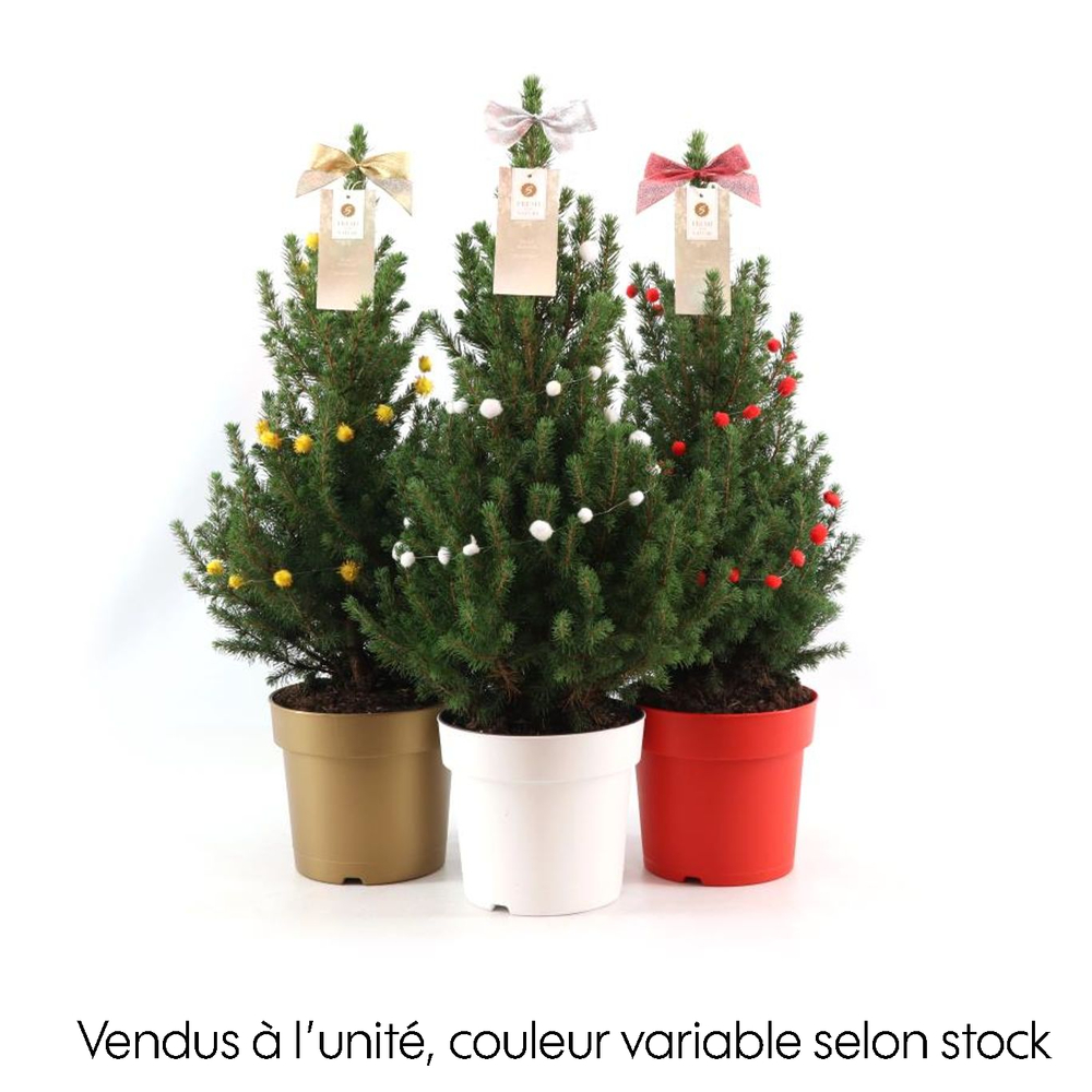 Picéa Glauca Conica : pot décoratif D. 19cm