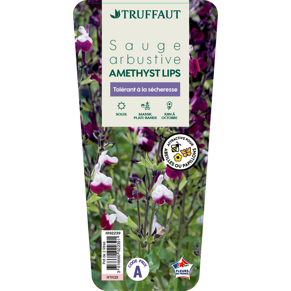 Sauge arbustive 'Amethyst Lips' : pot 2L
