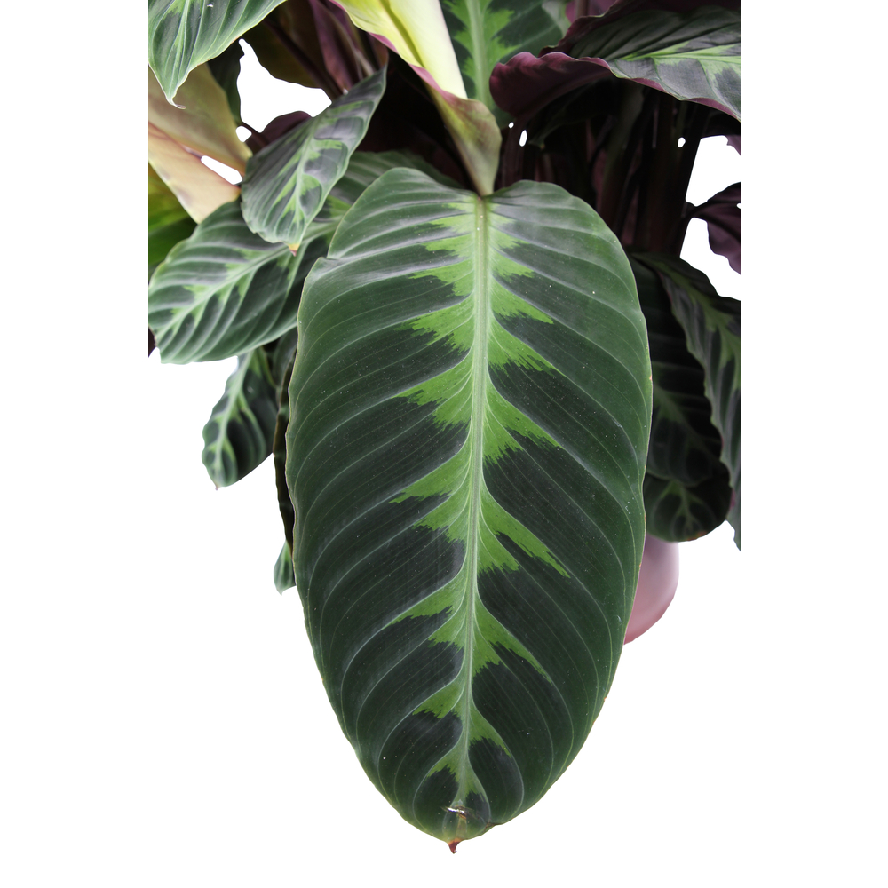 Calathea warscewiczii - Pot D 27cm
