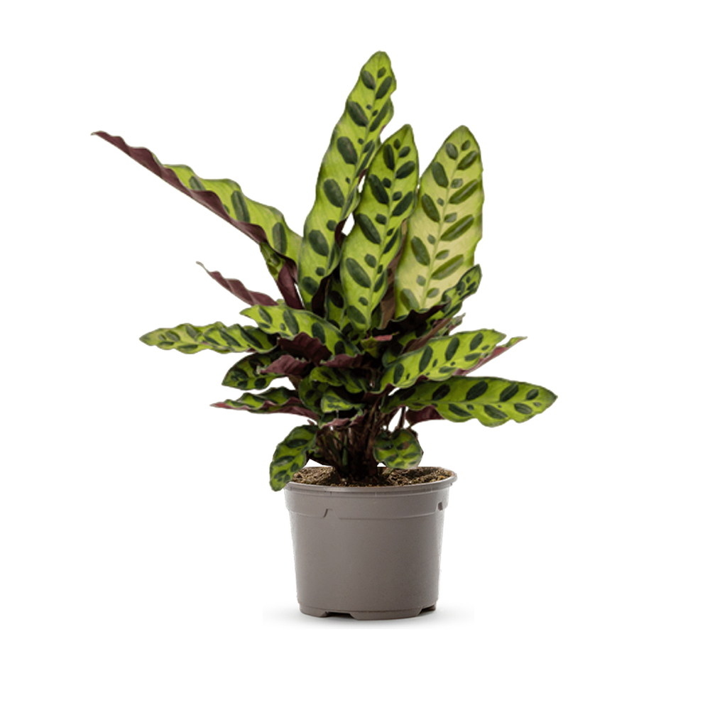 Calathea lancifolia : Pot D. 12cm/H. 30cm