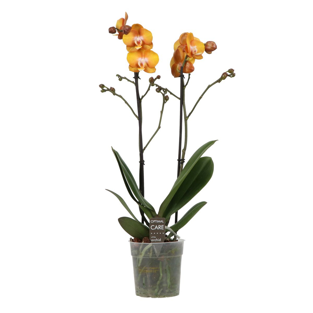 Phalaenopsis 'Excluviso Las Vegas' - 2 tiges - Pot D 12cm - H 45cm