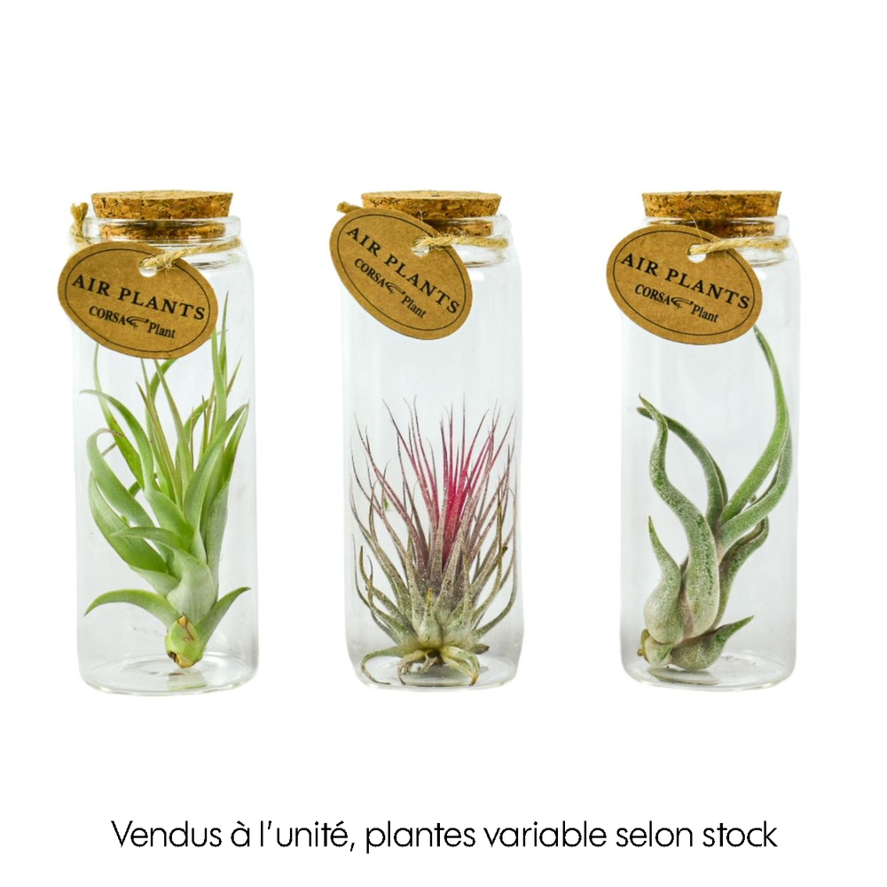 Tillandsia, dans verre avec bouchon de liège