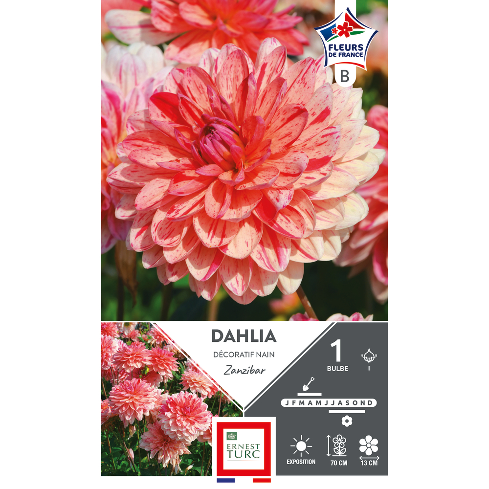 Bulbe de dahlia décoratif nain Zanzibar - x1