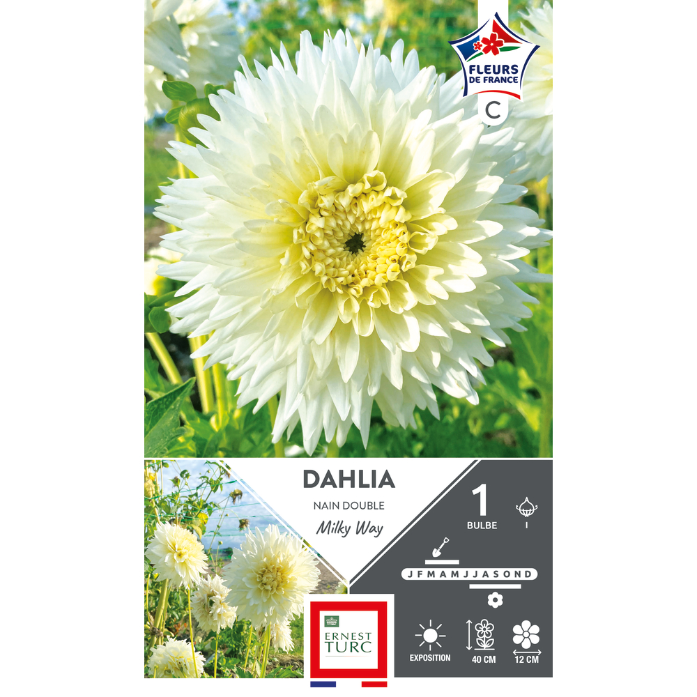 Bulbe de dahlia nain double 'Milky Way' - x1