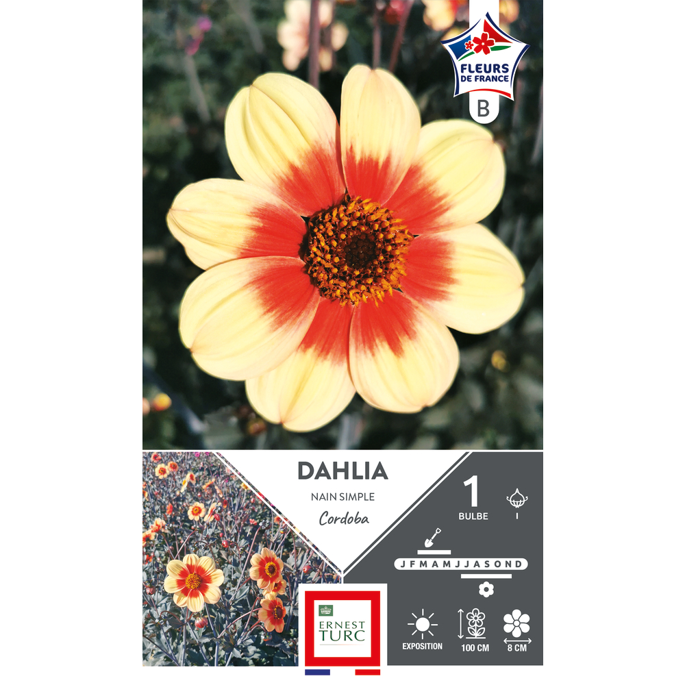 Bulbe de dahlia nain simple 'Cordoba' - x1