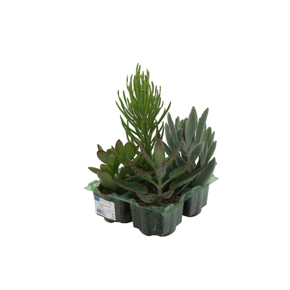 Succulente, variétés variables : barquette de 4 plantes