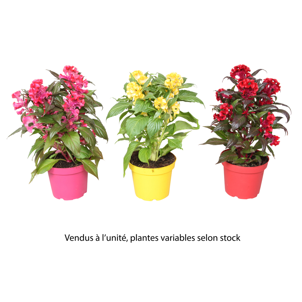 Celosie 'Hot Topic® Reef', variétés variables - Pot D. 11/12cm