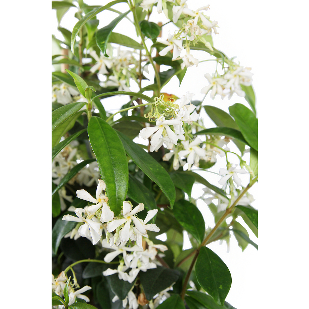 Trachelospermum jasminoides : pot de 5L