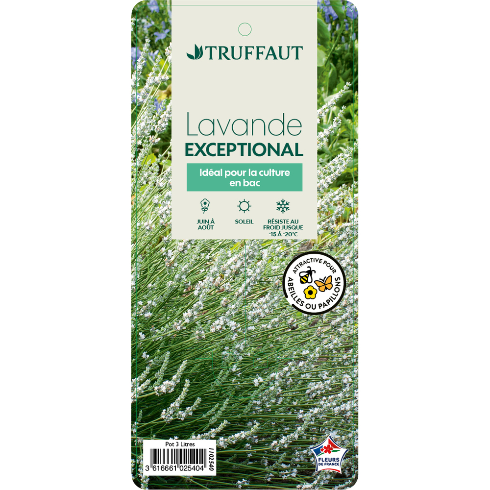 Lavandula x intermedia 'Exceptional Blanche'(R) : pot 3L