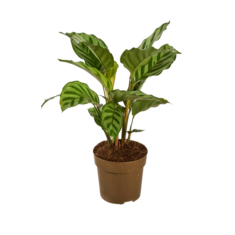 Calathea 'Freddy' : Pot D. 11cm