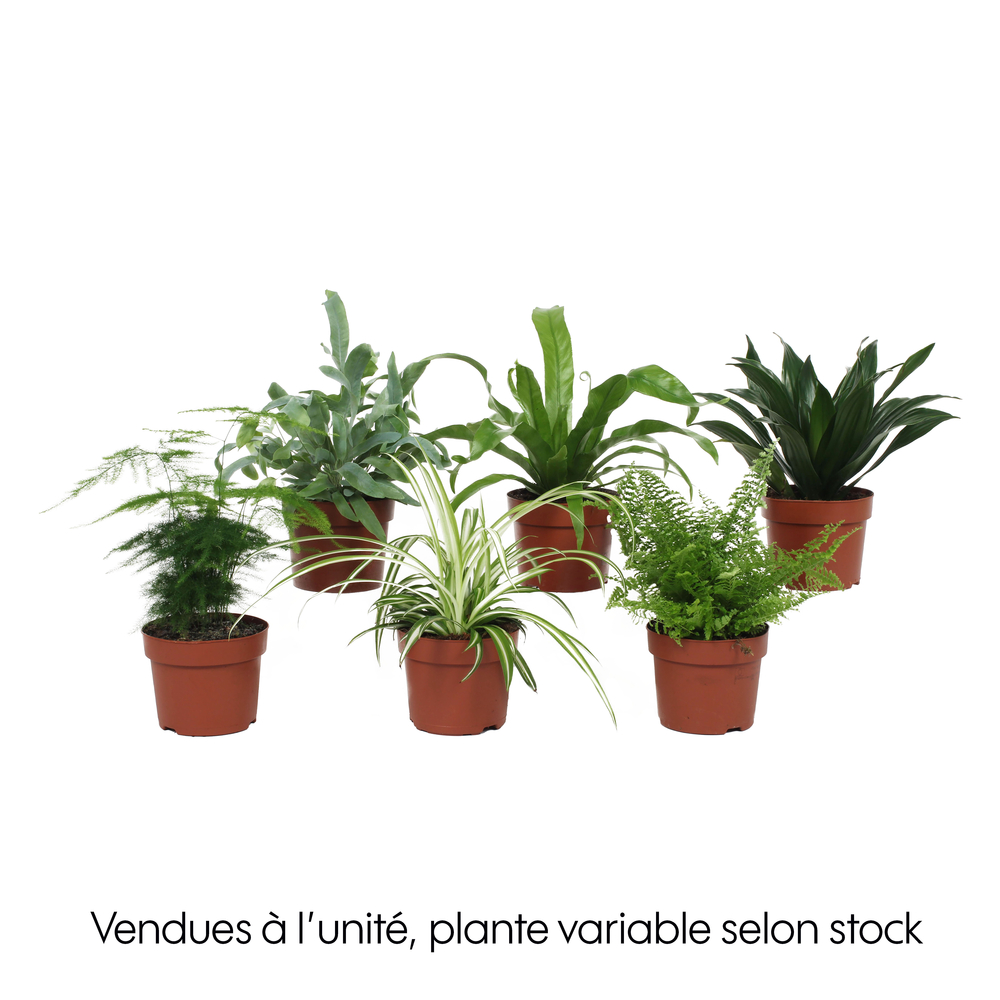Plante verte mix - D. 12cm