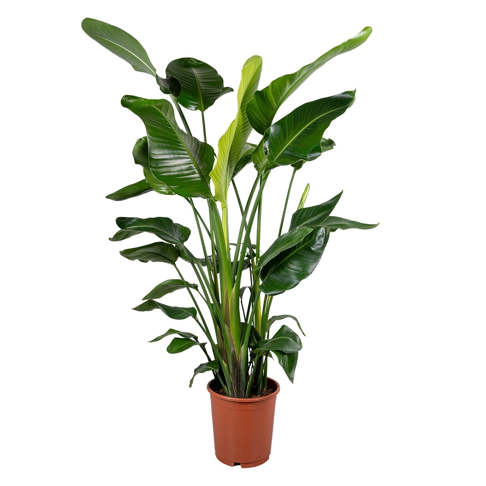 Strelitzia 'Nicolai' 150/160cm : Pot D. 24cm