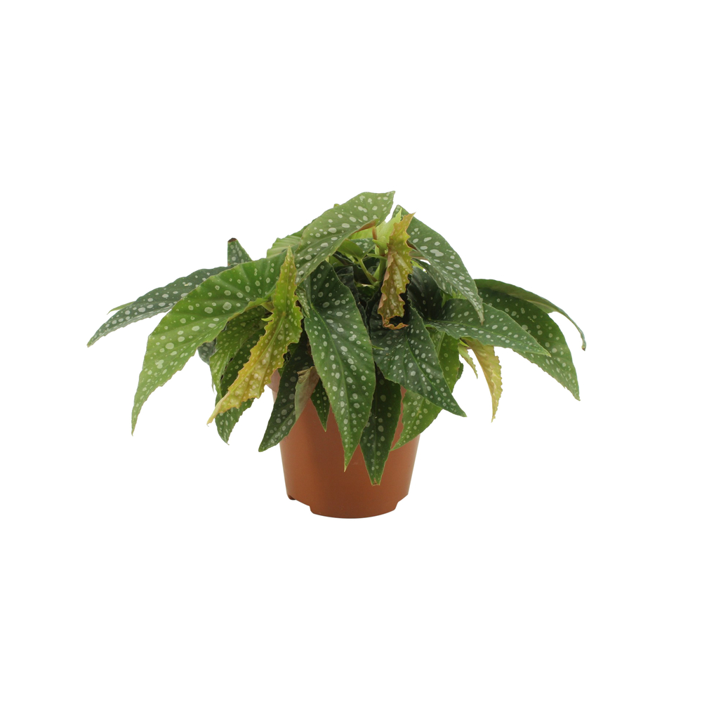 Bégonia Maculata double : Pot D. 12cm