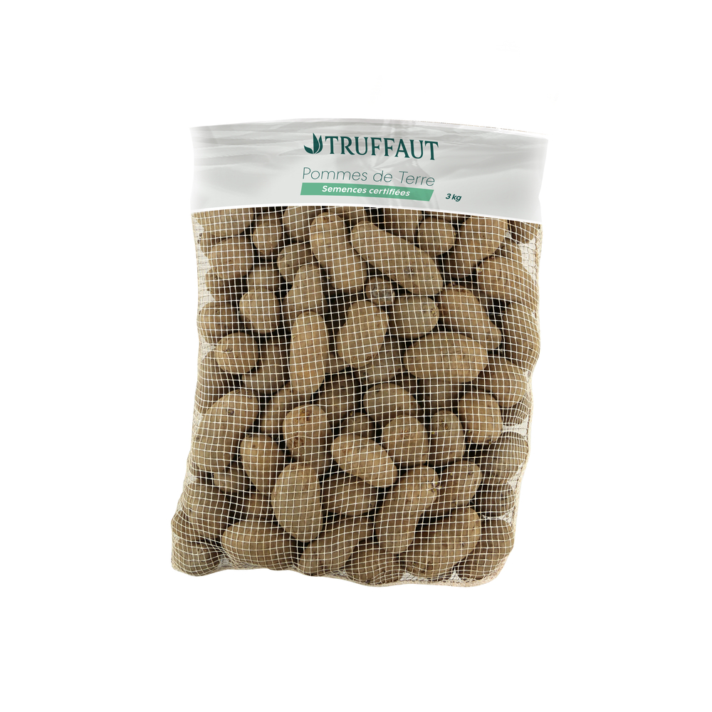 Pommes de terre 'Samba' : sac 3kg