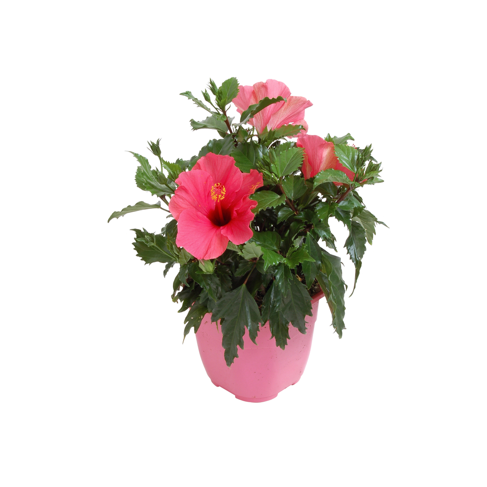 Hibiscus 2,5L : pot D. 17cm