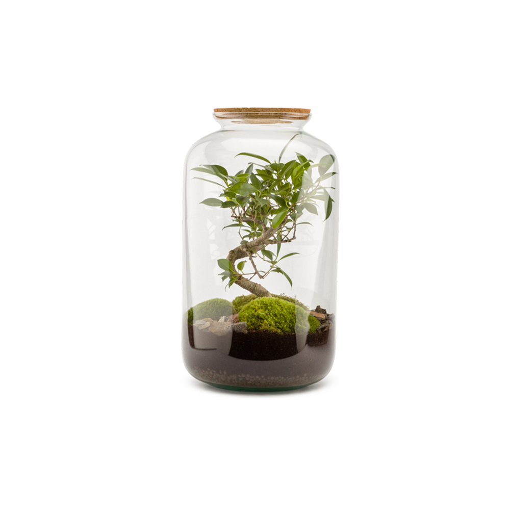 Terrarium végétal intérieur, Bonbonne Classic taille M : Bonsai D. 23cm
