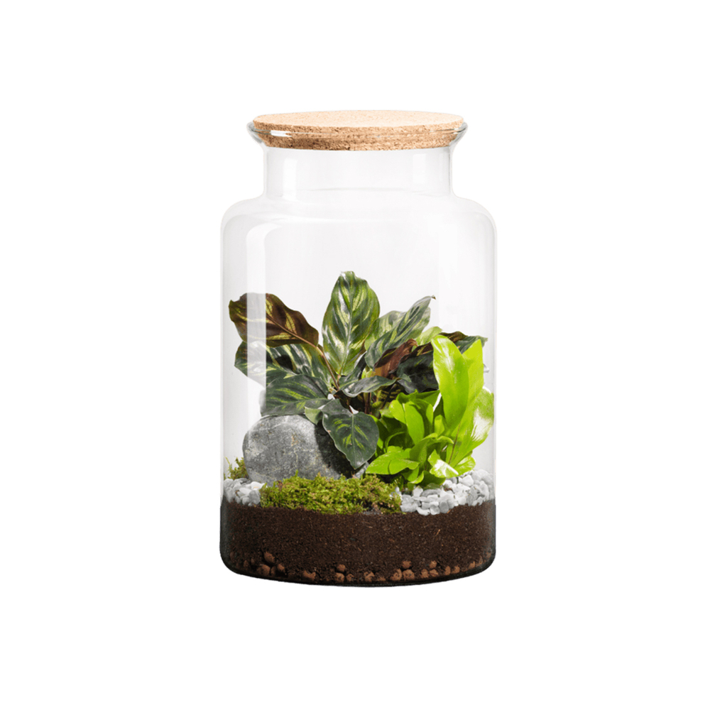 Terrarium végétal d'intérieur, Jungle Classic taille M : Mix H. 30cm