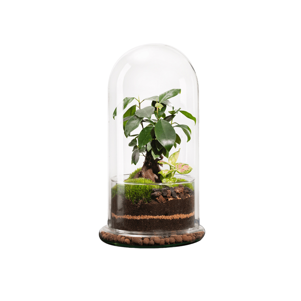 Terrarium végétal d'intérieur, Spicy taille L : Ginseng D. 17cm