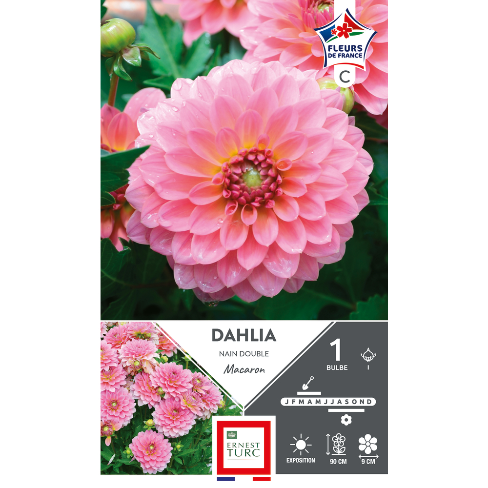 1 bulbe de dahlia nain double 'Macaron'